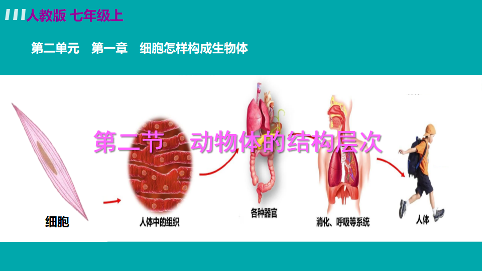 生物-课时--第二节动物体的结构层次_04.png