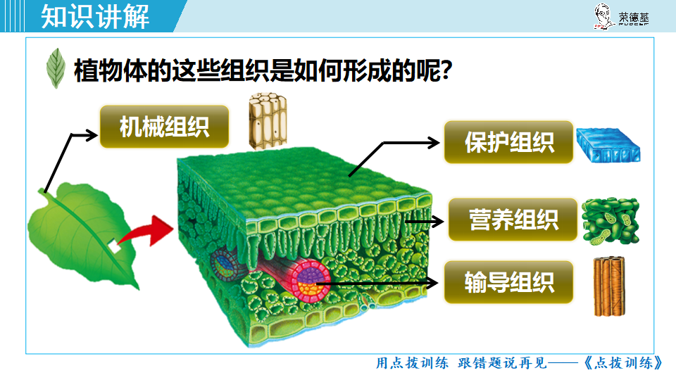 生物-课时--第三节植物体的结构层次_14.png