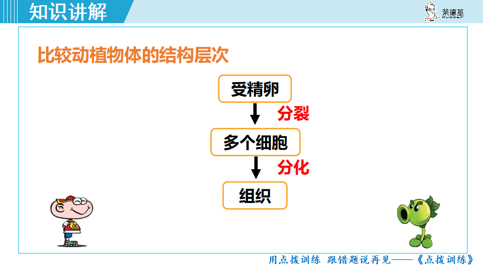 生物-课时--第三节植物体的结构层次_24.png