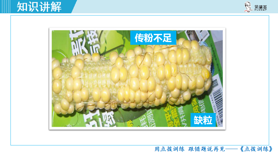 生物-课时--第三节开花和结果_33.png