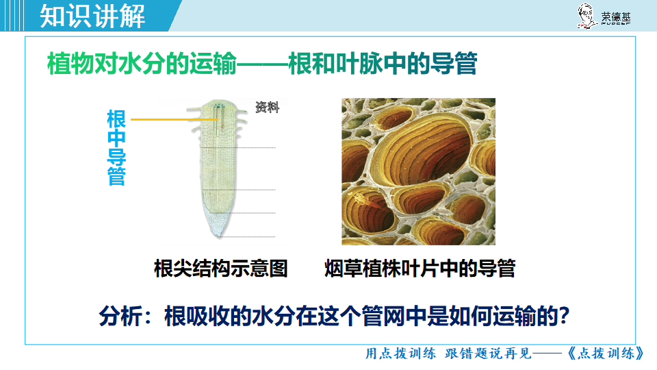 生物-课时--第三章绿色植物与生物圈的水循环_08.png