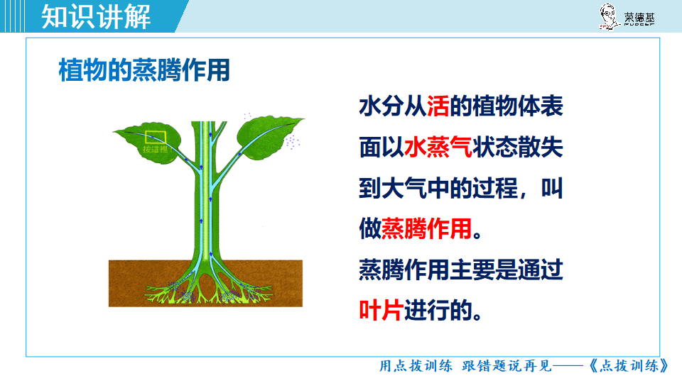 生物-课时--第三章绿色植物与生物圈的水循环_11.png