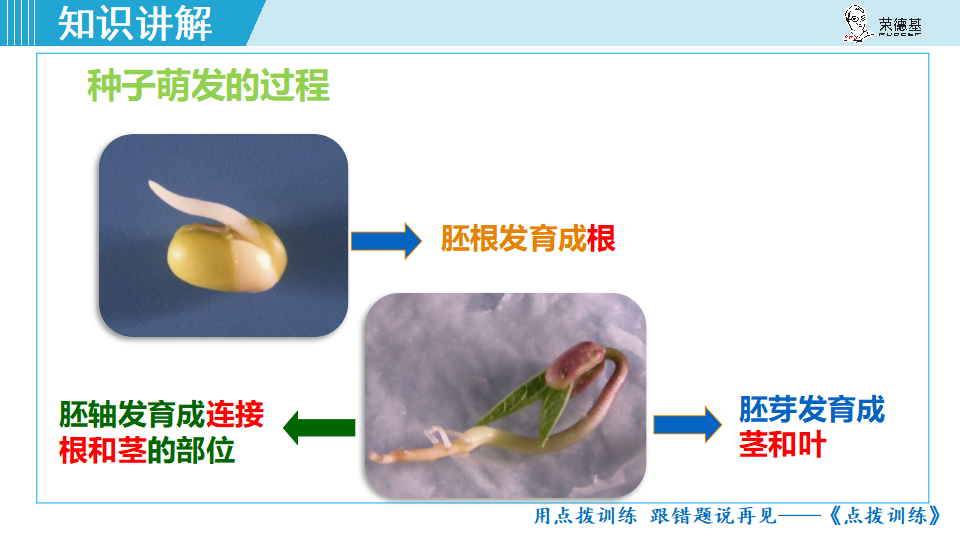 生物-课时--第2课时种子萌发的过程_06.png