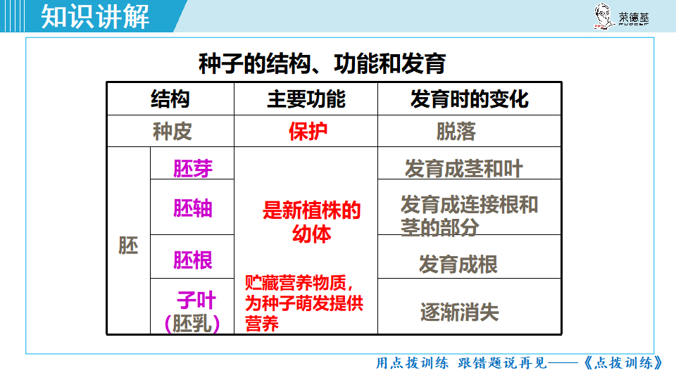 生物-课时--第2课时种子萌发的过程_12.png