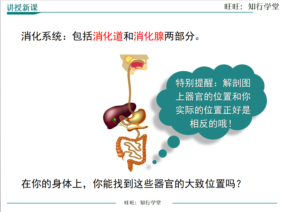 第1课时 人体的消化系统_09.png