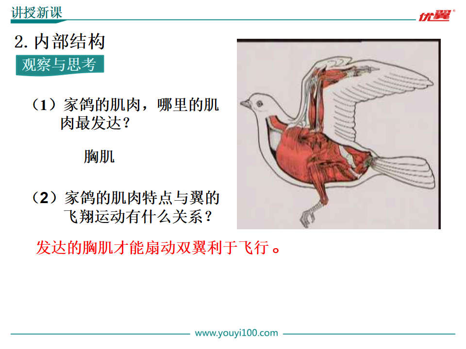 6.第六节  鸟【备份】_09.png