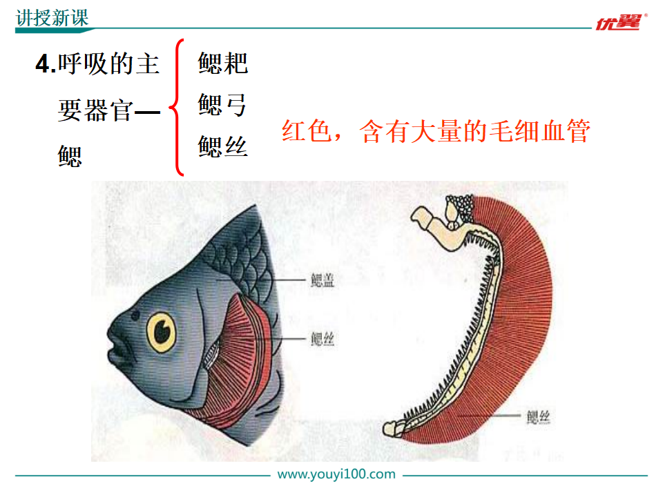 4.第四节  鱼【备份】_10.png