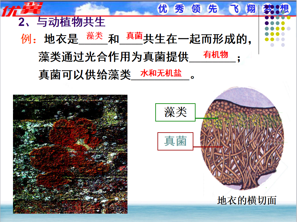 4.第四节  细菌和真菌在自然界中的作用_08.png