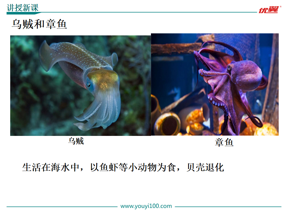 3.第三节  软体动物和节肢动物【备份2】_07.png