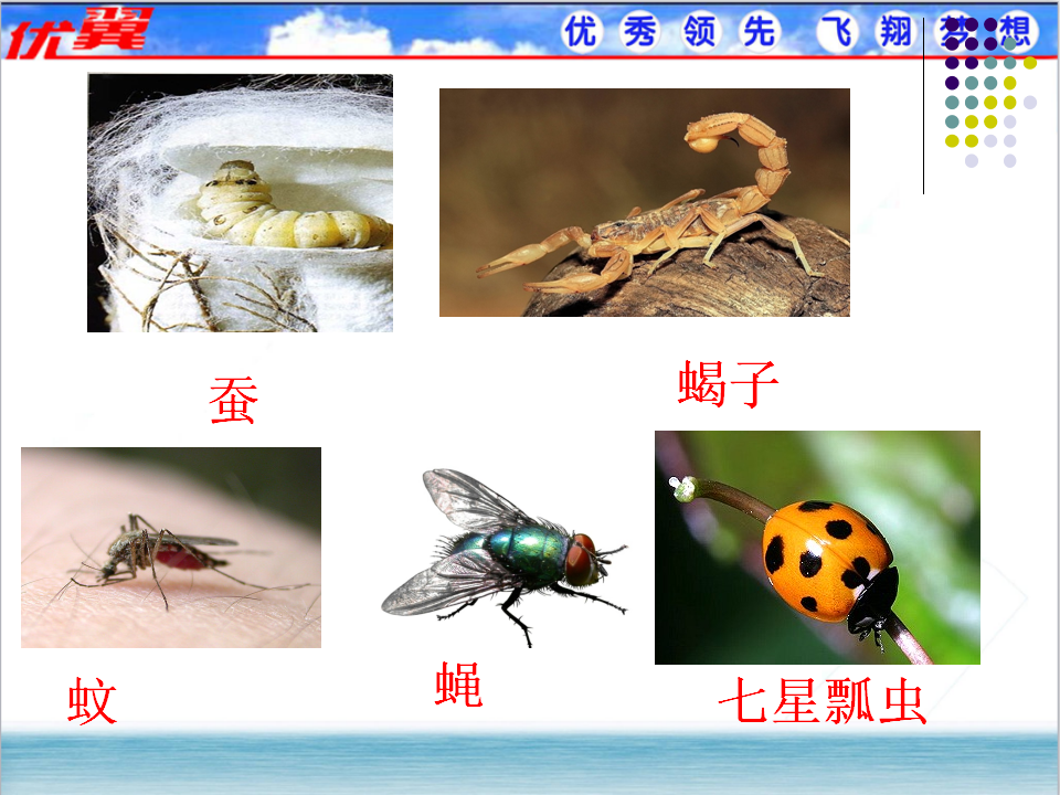 3.第三节  软体动物和节肢动物_15.png