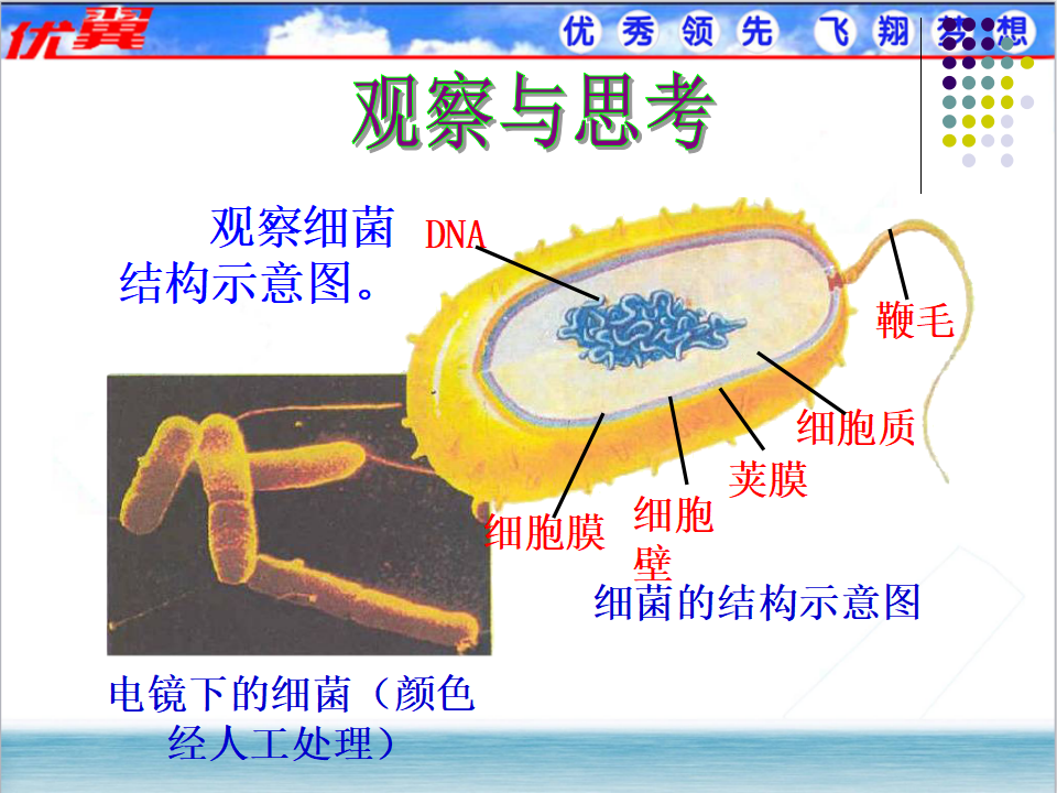 2.第二节  细菌_12.png