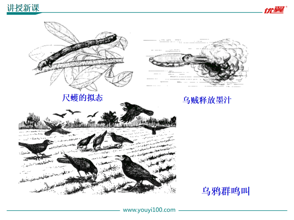 2.第二节  先天性行为和学习行为【备份2】_07.png
