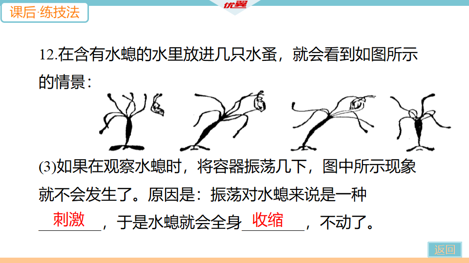 1.第一节　腔肠动物和扁形动物_24.png