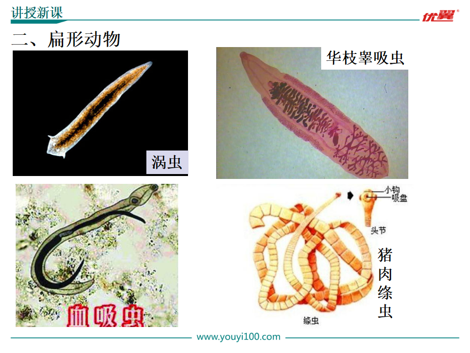 1.第一节  腔肠动物和扁形动物【备份2】_13.png