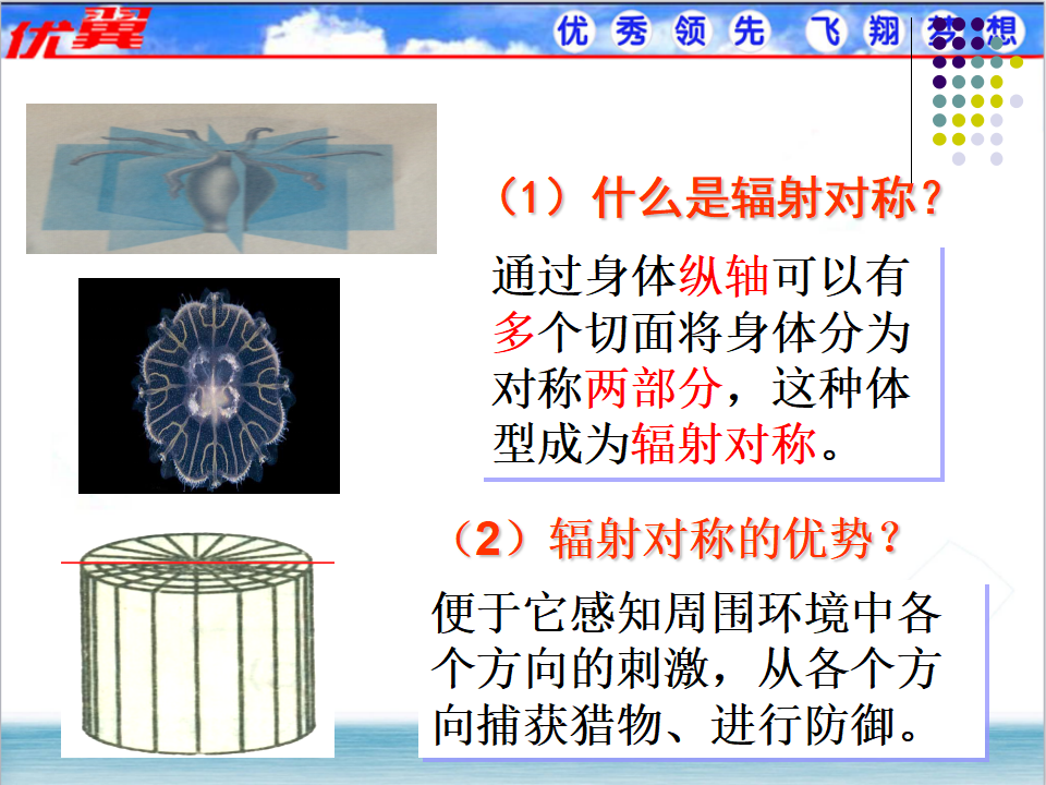 1.第一节  腔肠动物和扁形动物【备份1】_06.png