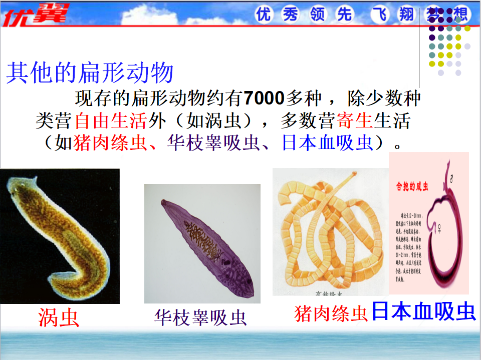 1.第一节  腔肠动物和扁形动物【备份1】_18.png