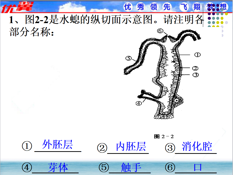 1.第一节  腔肠动物和扁形动物【备份1】_24.png