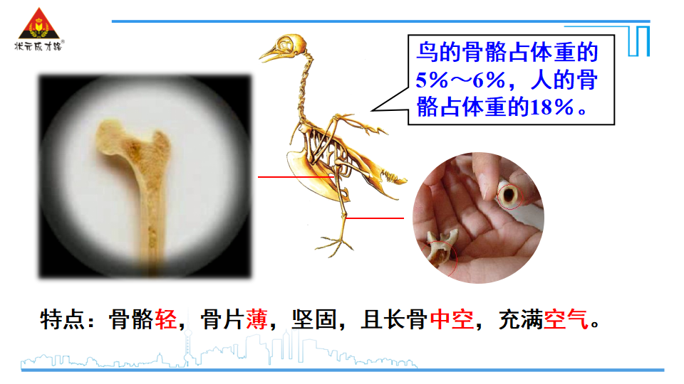 第六节 鸟_20.png