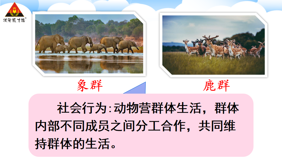 第三节 社会行为_11.png