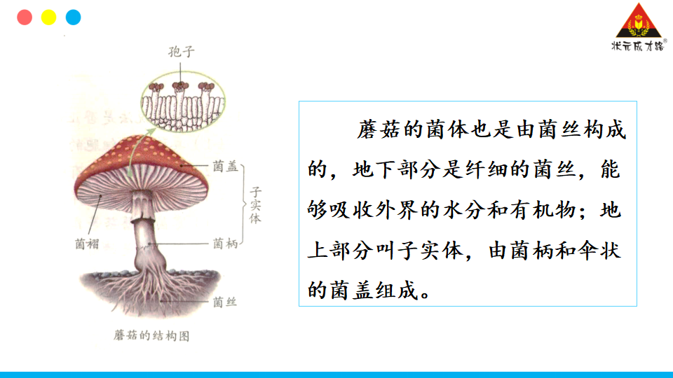 第三节 真菌_16.png