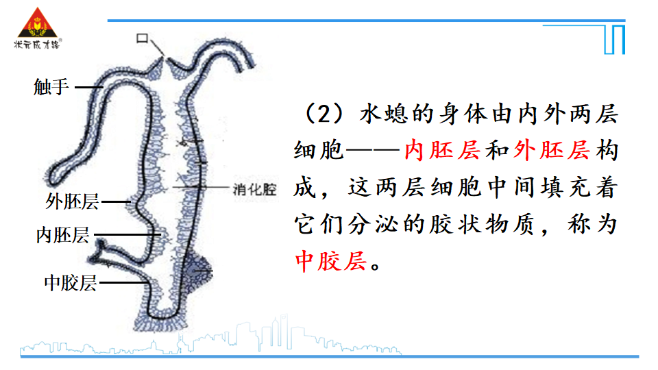 第一节 腔肠动物和扁形动物_15.png