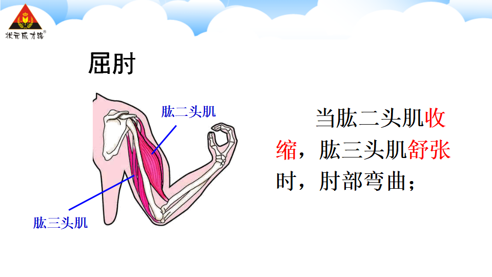 第一节 动物的运动_13.png