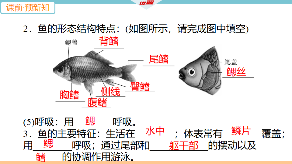 4.第四节　鱼_10.png
