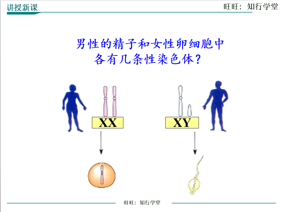 第四节 人的性别遗传_05.png