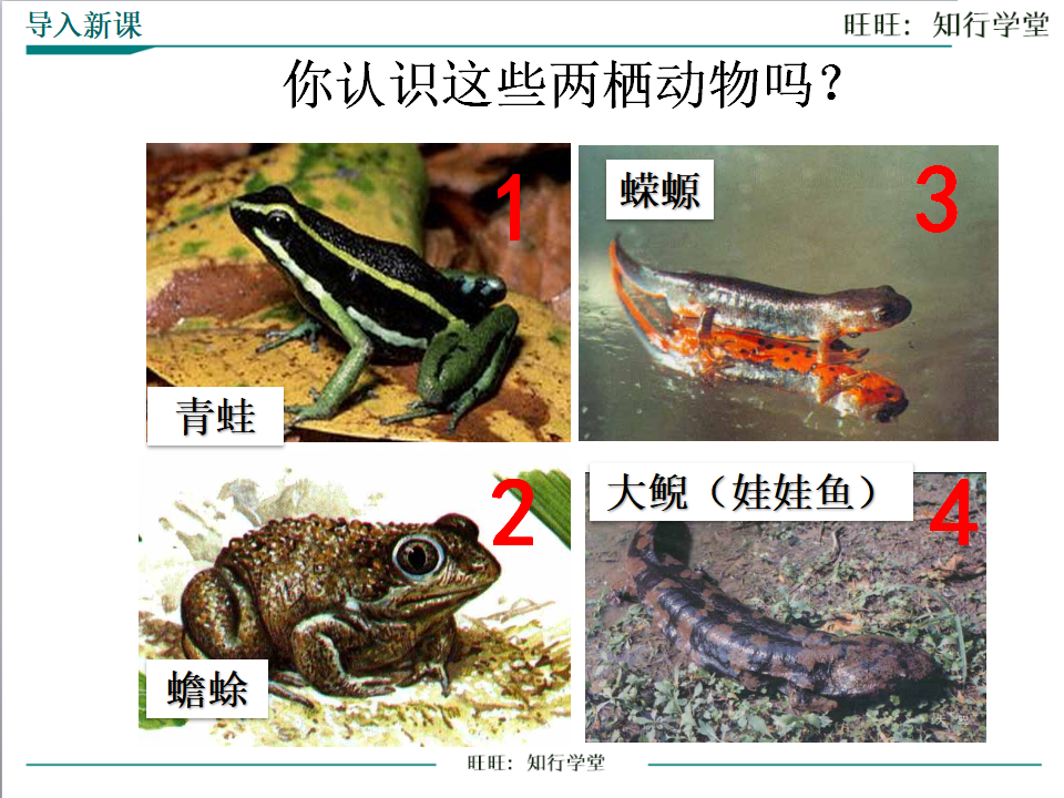 第三节 两栖动物的生殖和发育_04.png