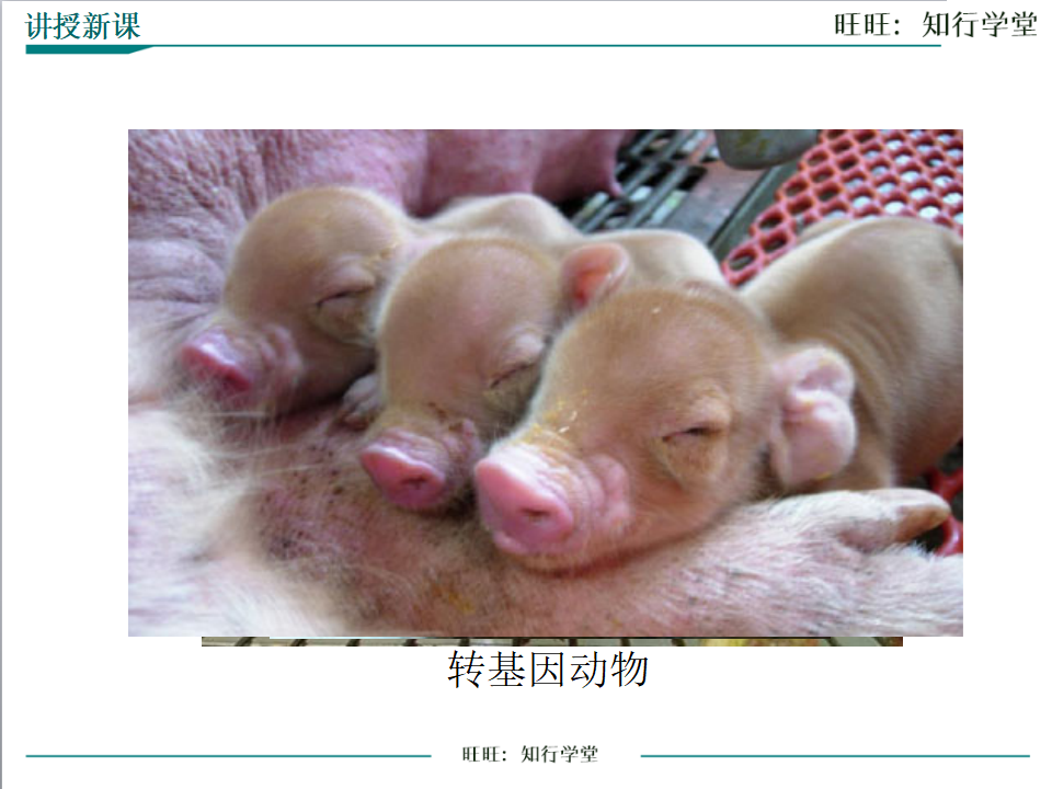 第一节 基因控制生物的性状_19.png