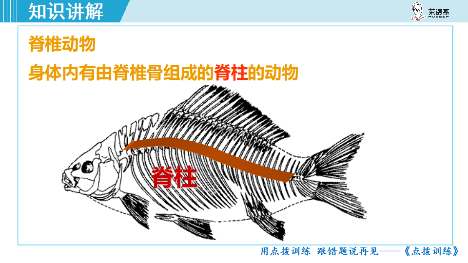 生物-课时--第四节 鱼_05.png