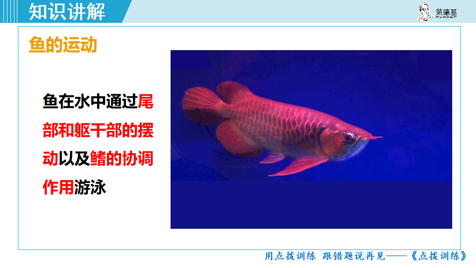 生物-课时--第四节 鱼_16.png