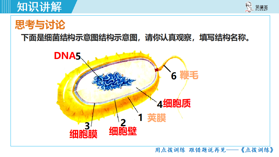 生物-课时--第二节细菌_23.png