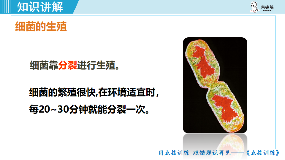 生物-课时--第二节细菌_30.png