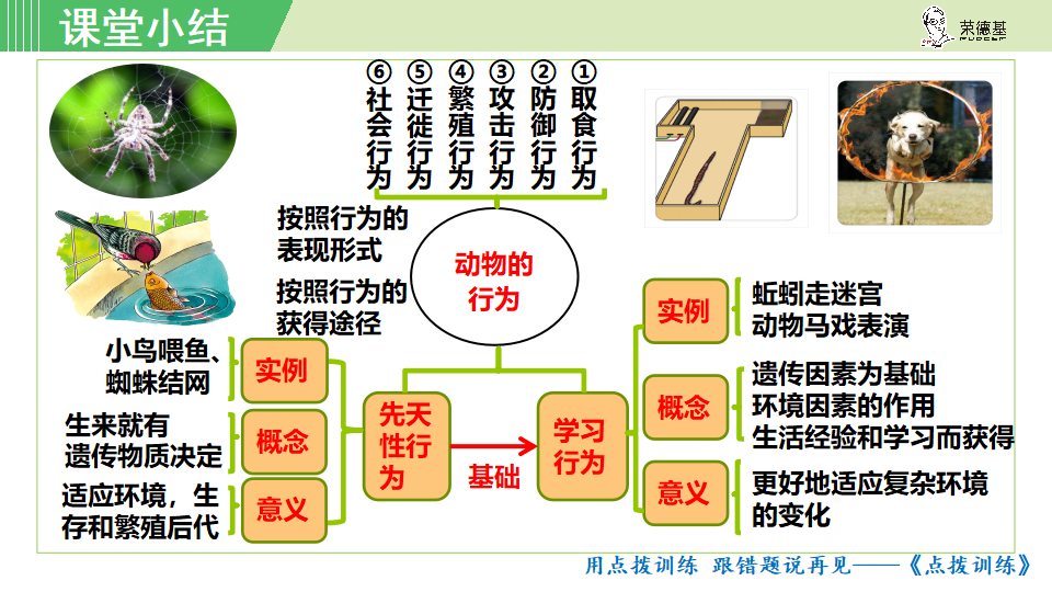 生物-课时--第二节动物的先天性行为和学习行为_35.png