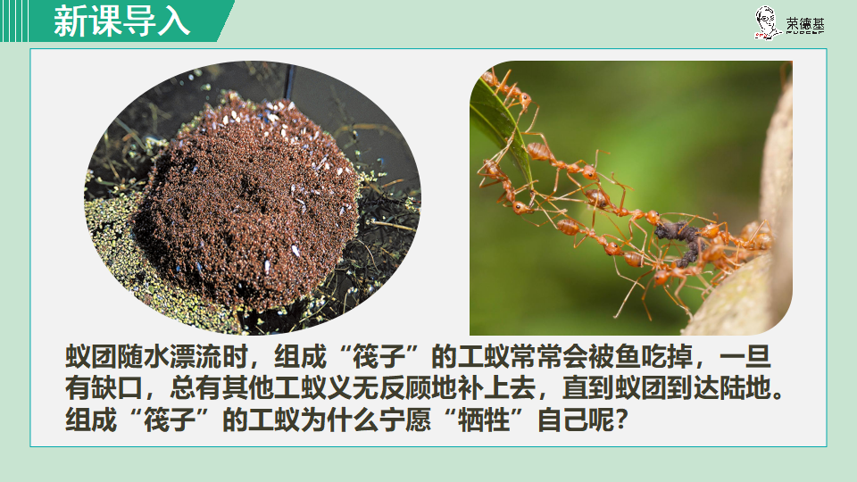 生物-课时--第三节社会行为_03.png