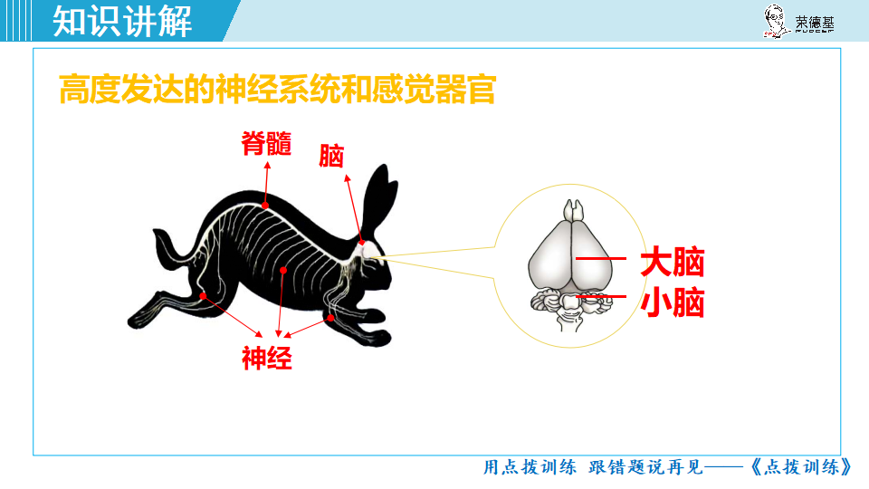 生物-课时--第七节哺乳动物_19.png