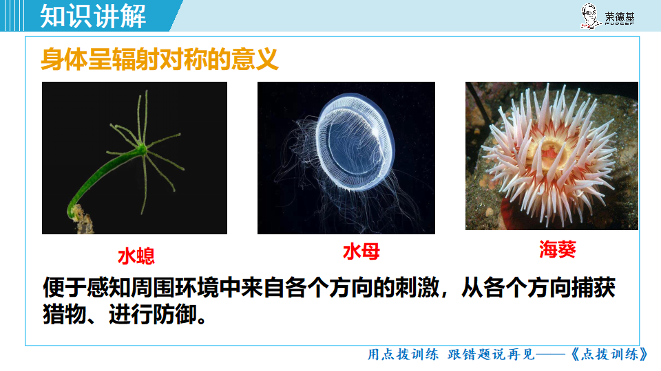 生物-课时--第一节腔肠动物和扁形动物_12.png