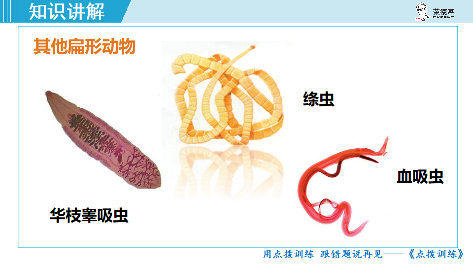 生物-课时--第一节腔肠动物和扁形动物_29.png