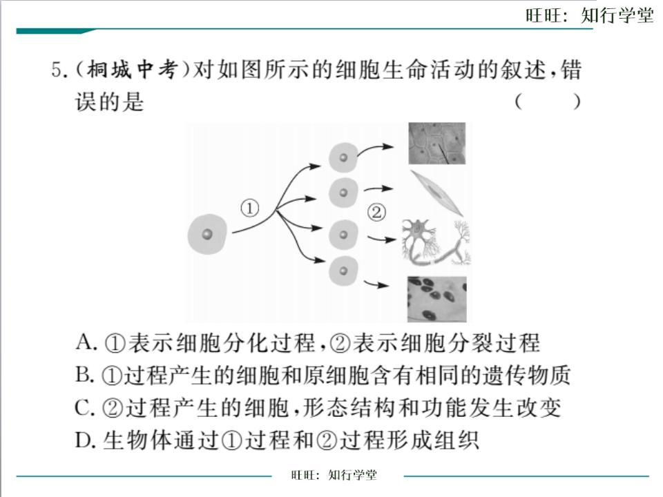 专题1  细胞和生物_15.png