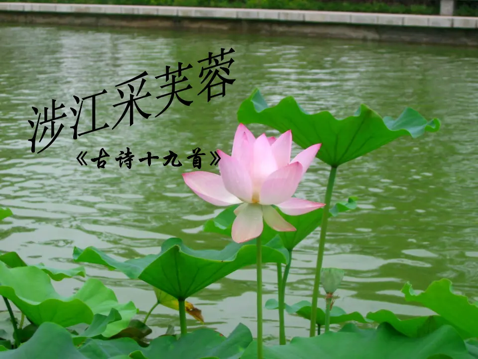 88高中语文必修1《涉江采芙蓉》《古诗十九首》课件（42张ppt）1_04.webp