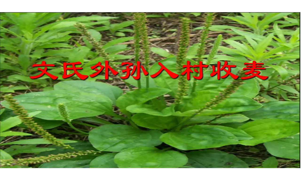 45高中语文必修1《6.2 文氏外孙入村收麦》集体备课ppt课件_03.webp
