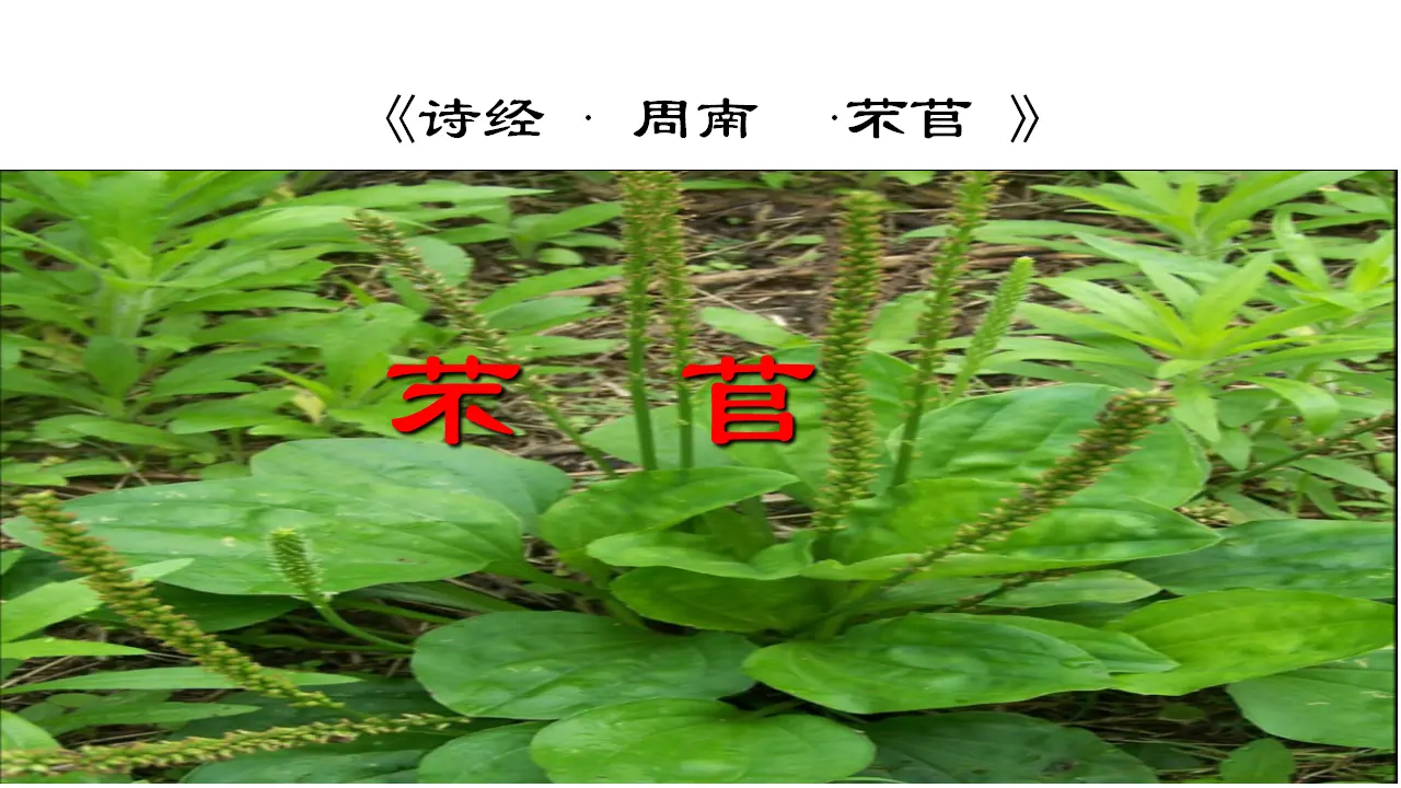 42高中语文必修1《6.1 芣苢》集体备课ppt课件.ppt_03.webp