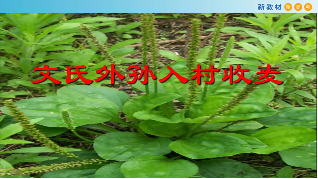 140高中语文必修12.6.2 文氏外孙入村收麦课件_03.webp