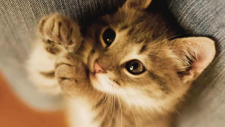16 猫【教案匹配版】推荐❤_03.webp