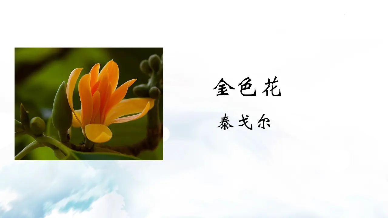金色花 荷叶·母亲_03.webp