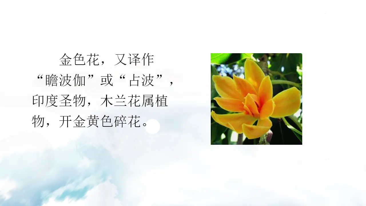 金色花 荷叶·母亲_05.webp