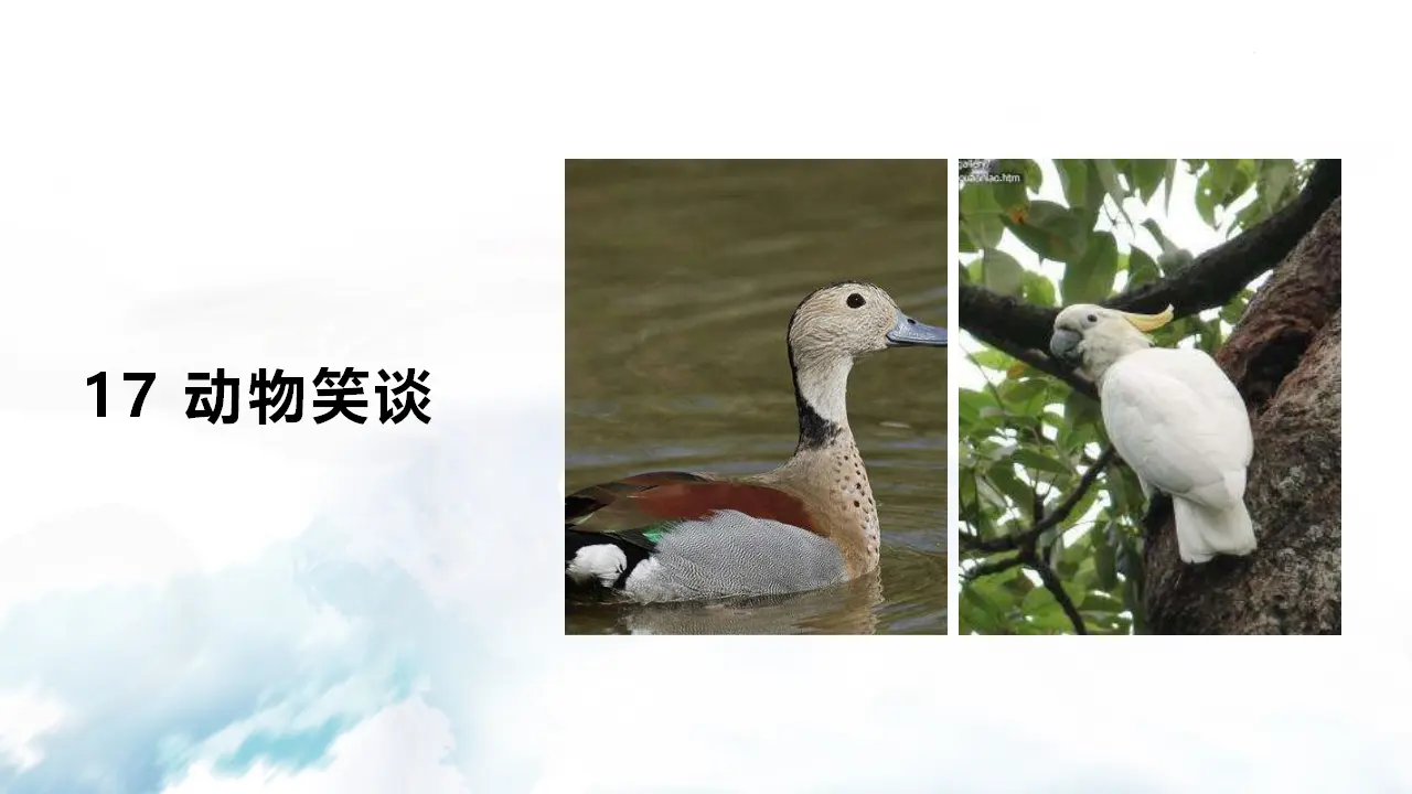 17  动物笑谈_02.webp