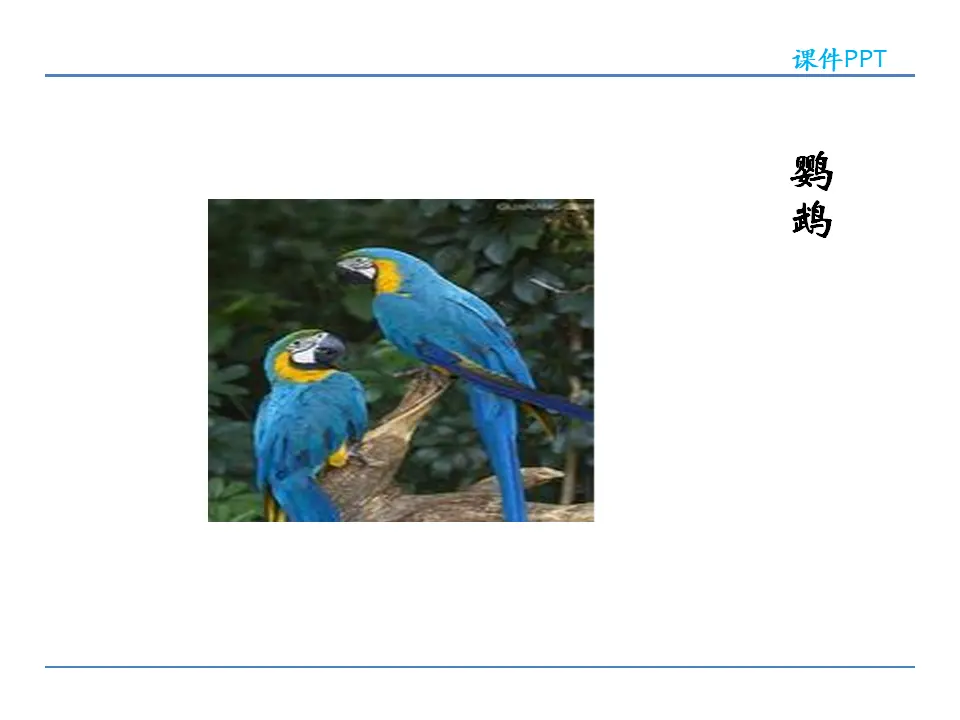 17动物笑谈_02.webp
