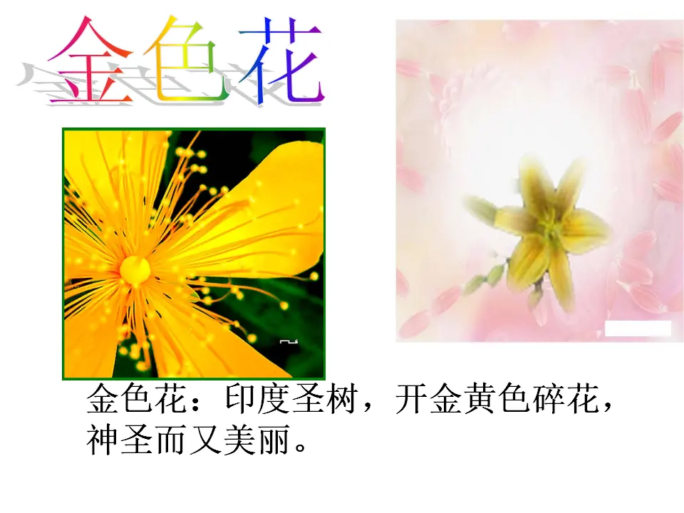 7 金色花_01.webp